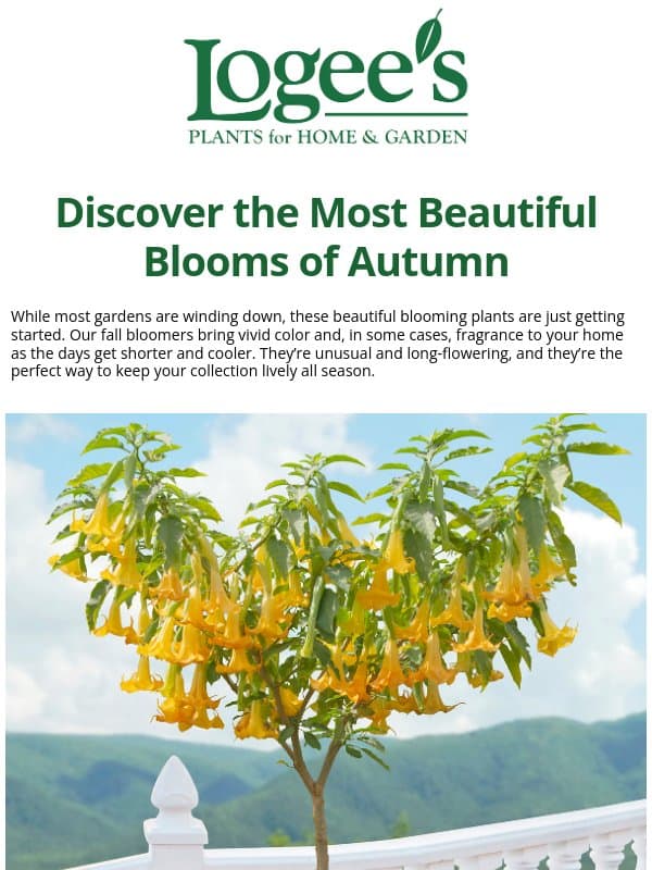 Dazzling Fall Blooms Bursting With Color email from Logee's Plants