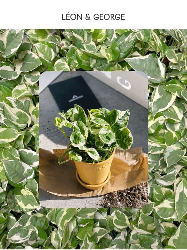 Fresh Plants Are Here 🌿 email from Léon & George