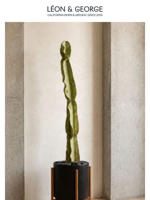 Set Your Gaze on a Cactus email from Léon & George