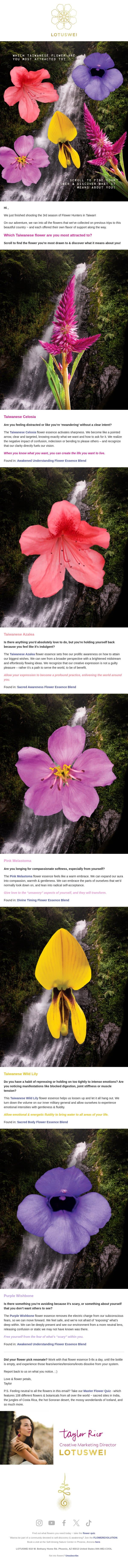 taiwanese flower reading email from Lotus Wei screenshot