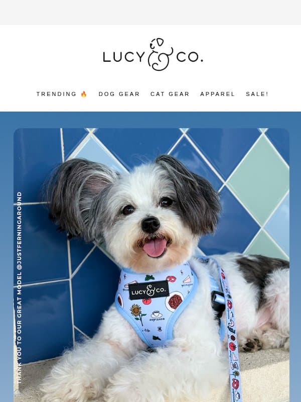 Your new favorite gear all in one place! email from Lucy & Co.
