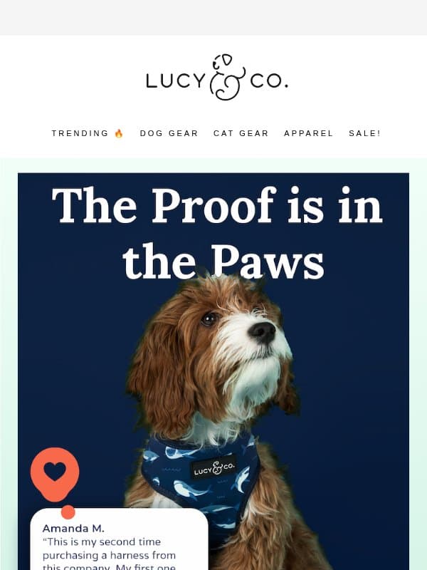 500k+ on Instagram Can't Be Wrong email from Lucy & Co.