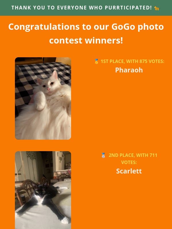 CAT PHOTO CONTEST WINNERS! Congrats to these 3 house cheetahs 🐆 email from MeowBox