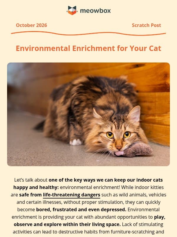 Easy ways to catify your home this fall 🐱🍂 email from MeowBox