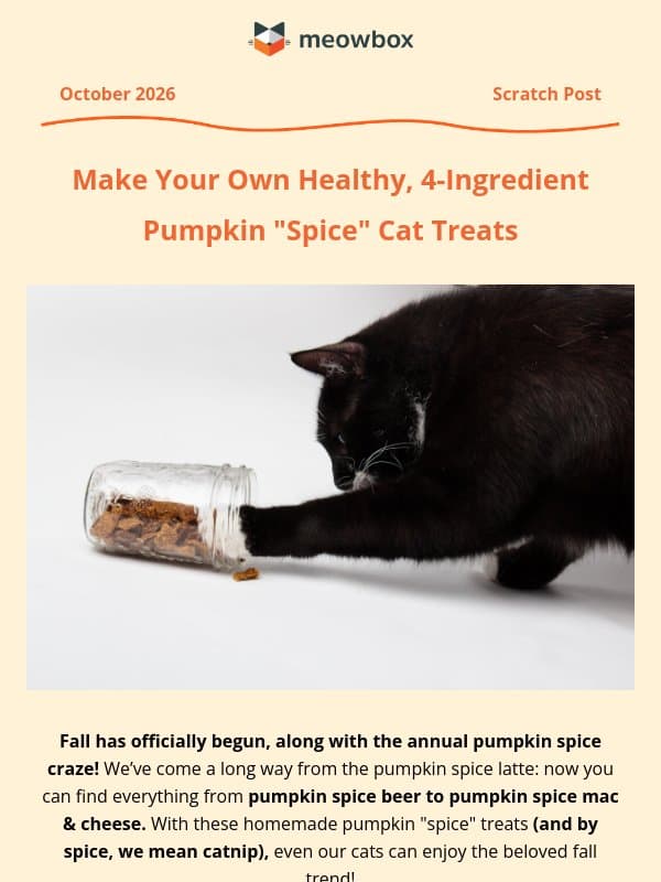 RECIPE: 4-ingredient pumpkin "spice" cat treats π email from MeowBox