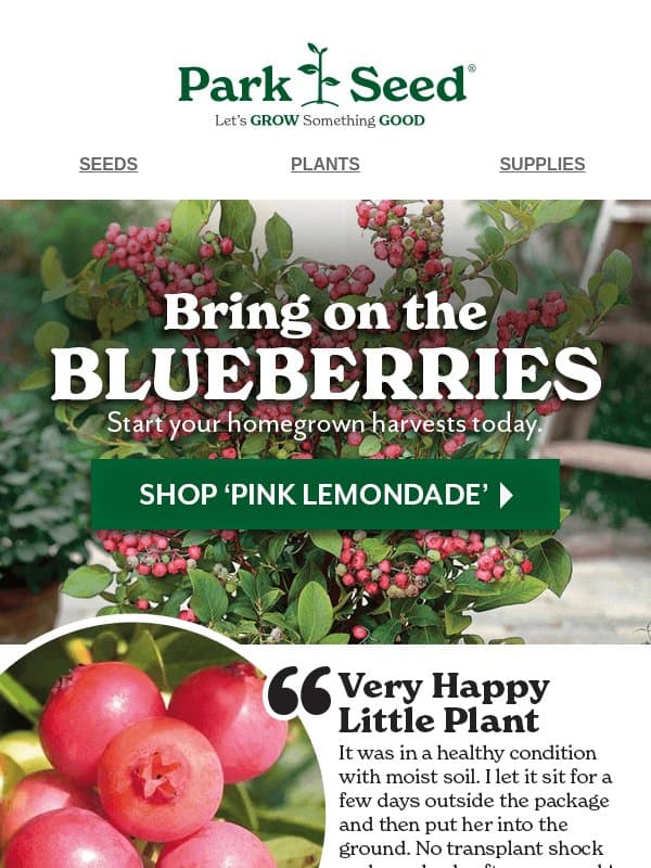 🫐 Pink Blueberries. HUGE Savings. Just $14.95! email from Park Seed