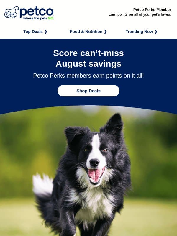 Don’t miss August’s best deals for your pet! email from Petco