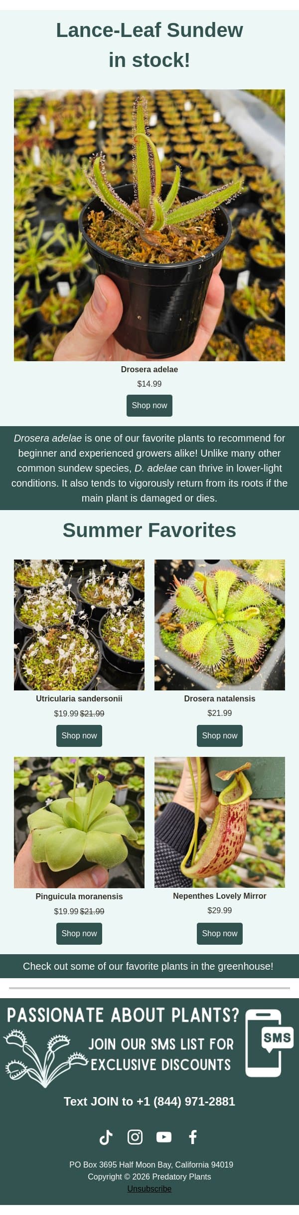 Lance-Leaf Sundew Now Available! email from Predatory Plants screenshot