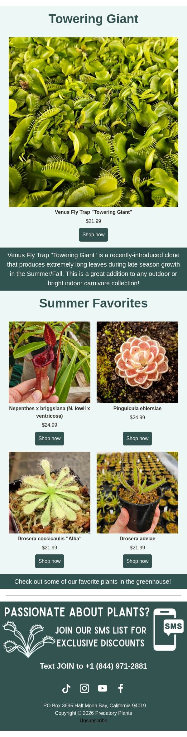 New Venus Flytrap Variety Available! email from Predatory Plants screenshot
