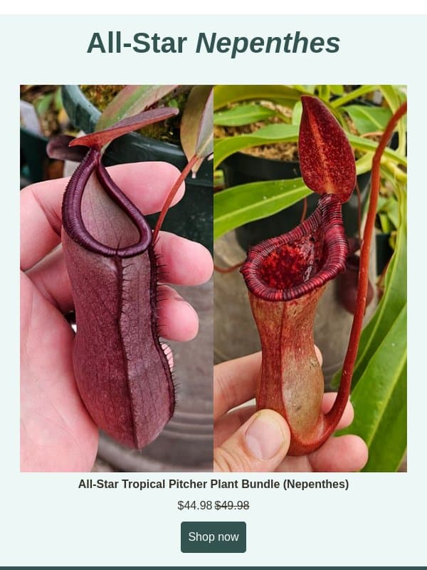 New All-Star Nepenthes Bundle! email from Predatory Plants