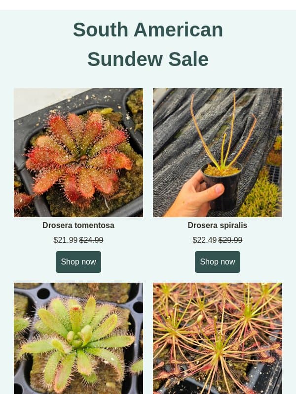 South American Sundew Sale! email from Predatory Plants
