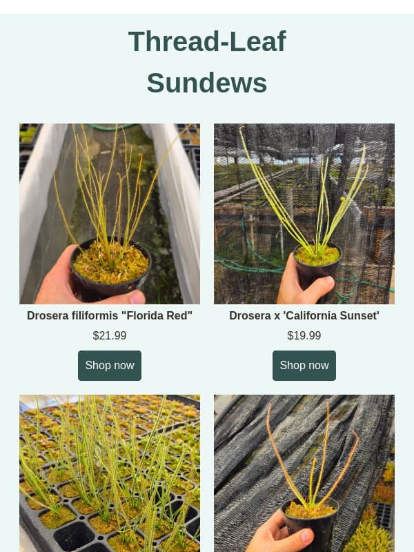 Exceptional Thread-Leaf Sundews! email from Predatory Plants