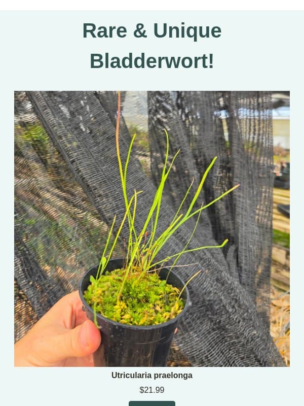 Rare & Unique Bladderwort Available! email from Predatory Plants