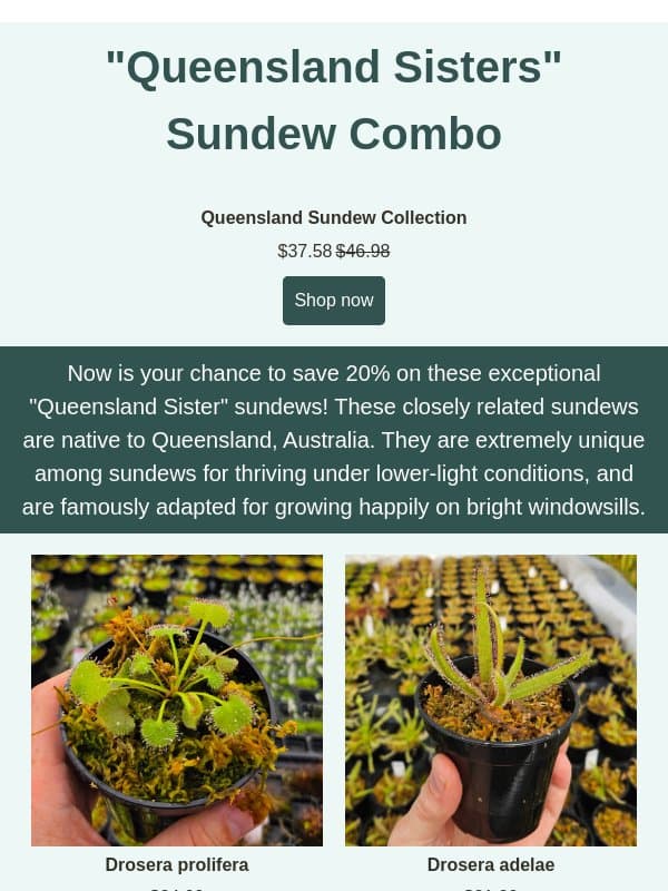 20% Off New Queensland Sundew Combo! email from Predatory Plants