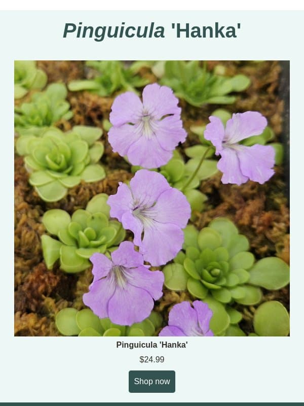 Check Out These Beautiful Butterwort Blossoms! email from Predatory Plants