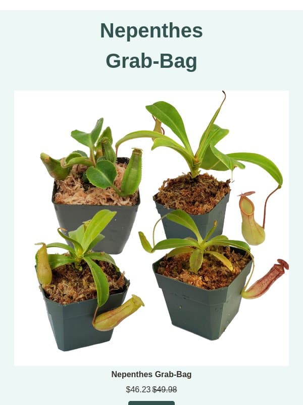 Discounted Nepenthes Grab Bag is Back! email from Predatory Plants