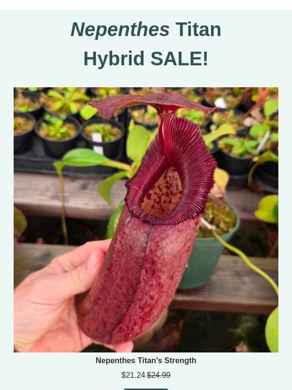 Titanic Nepenthes Sale! email from Predatory Plants