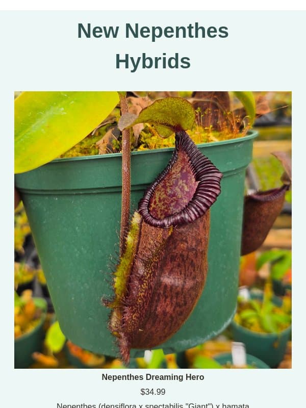 New Nepenthes Hybrids Available! email from Predatory Plants