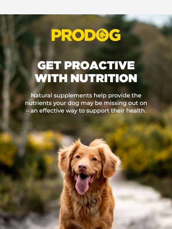 Is your dog getting enough support? email from ProDog Raw