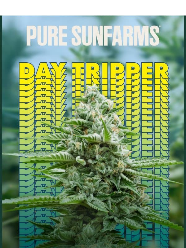 Ready for Day Tripper? email from Pure Sunfarms