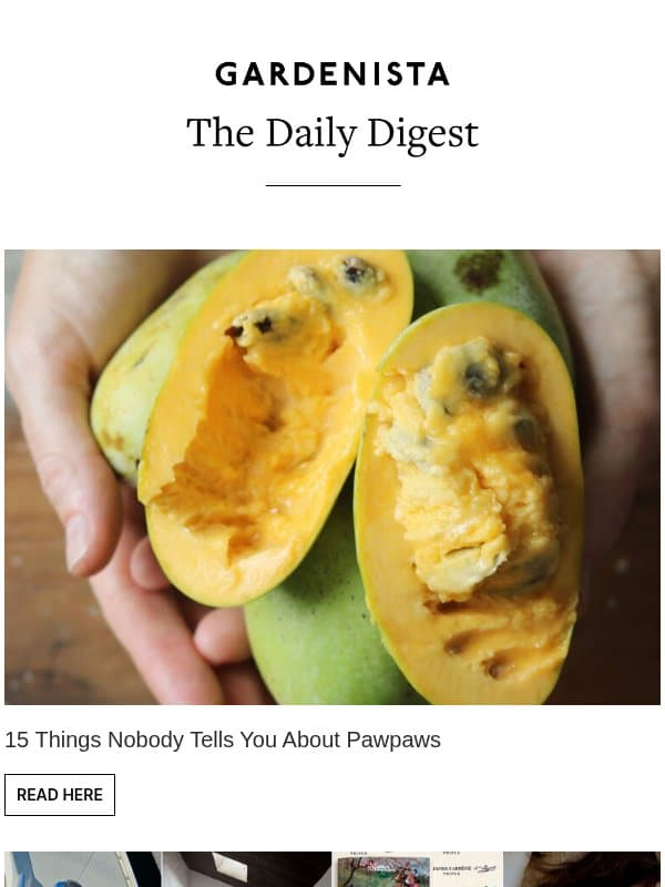 15 Things Nobody Tells You About Pawpaws email from Remodelista