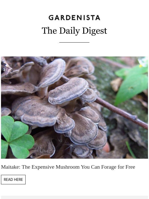 Maitake: The Expensive Mushroom You Can Forage for Free email from Remodelista