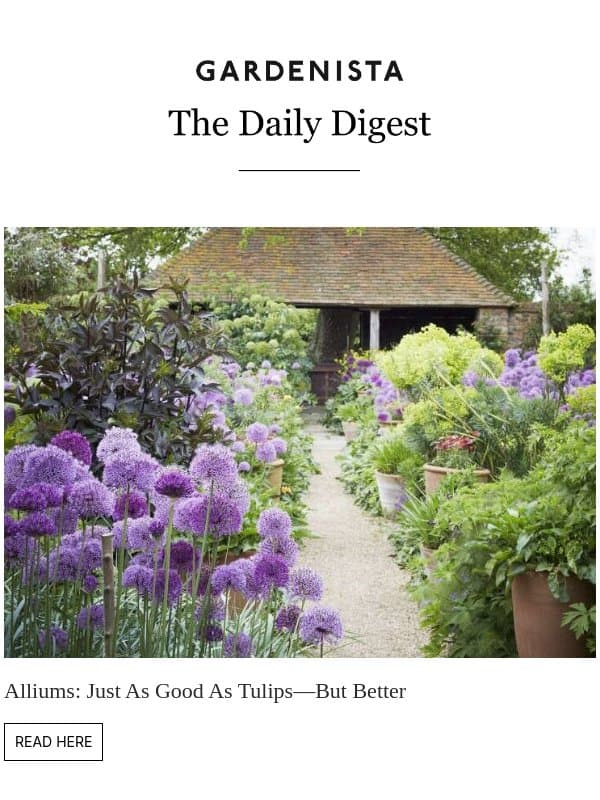 Alliums: Just As Good As Tulips—But Better email from Remodelista