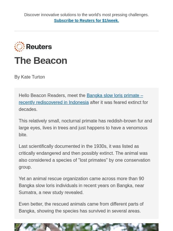 A lost primate is found again email from Reuters