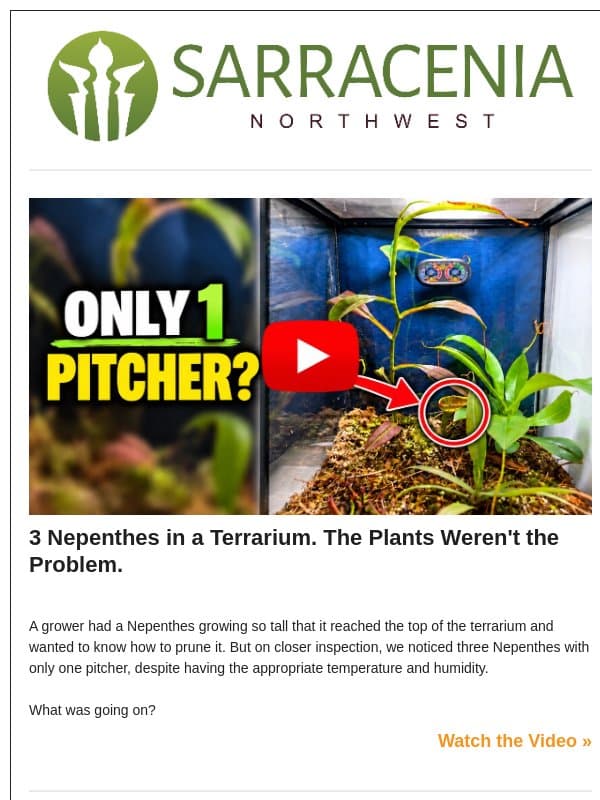 3 Nepenthes in a Terrarium with Only 1 Pitcher? email from Sarracenia Northwest