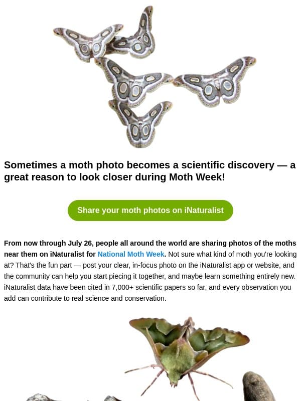 People thought these moths were extinct email from Seek by iNaturalist