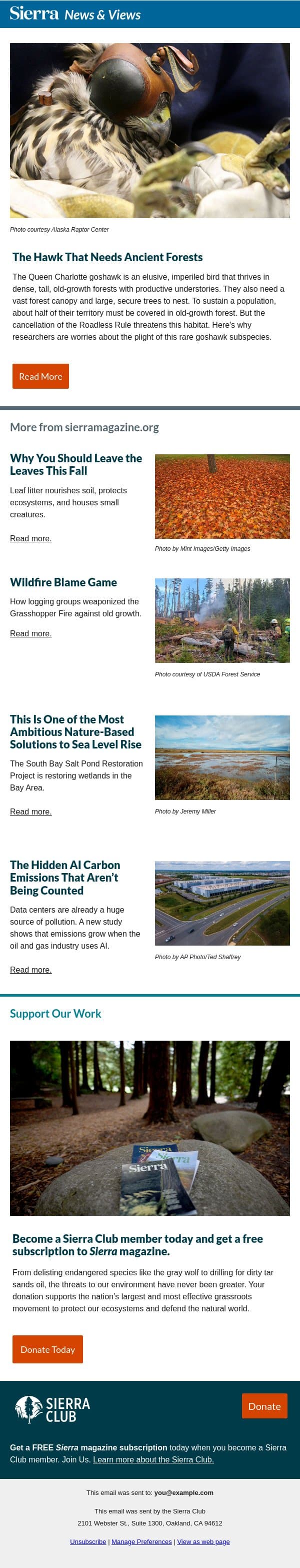 The Hawk That Needs Ancient Forests email from Sierra Club screenshot
