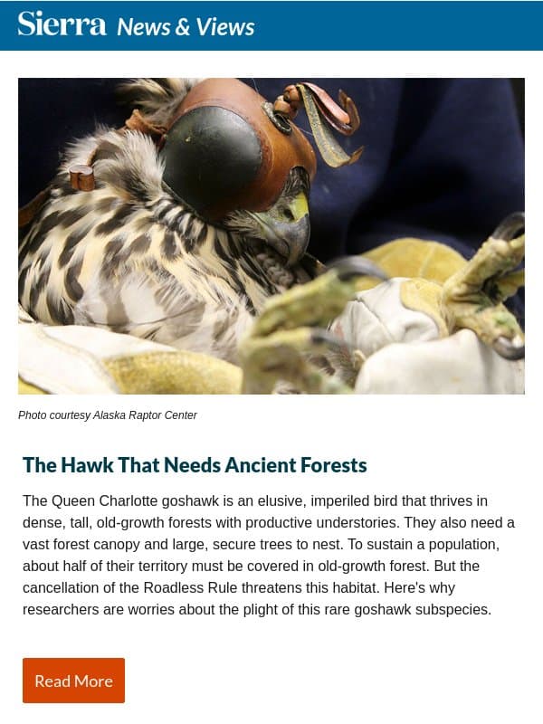 The Hawk That Needs Ancient Forests email from Sierra Club