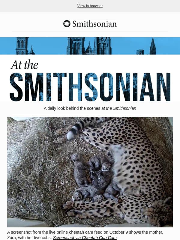 Today at the Smithsonian: Watch Five Adorable Newborn Cheetah Cubs Grow email from Smithsonian Magazine