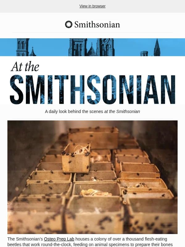 Today at the Smithsonian: Meet the Smithsonian’s Spookiest Staffers: Flesh-Eating Beetles email from Smithsonian Magazine