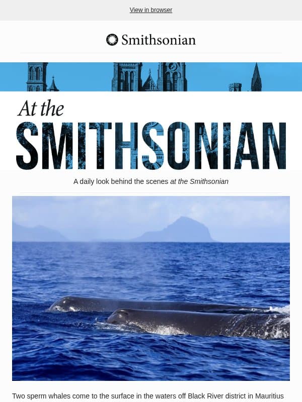 Today at the Smithsonian: The Sperm Whale’s Remarkable Anatomy and Feeding Habits Shape the Survival Thriller ‘Whalefall’ email from Smithsonian Magazine