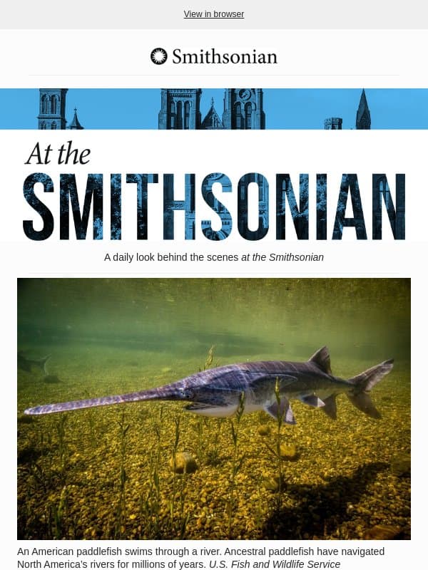 Today at the Smithsonian: Meet the Spatula-Nosed Fish Whose Anatomy Has Hardly Changed Since the Cretaceous email from Smithsonian Magazine