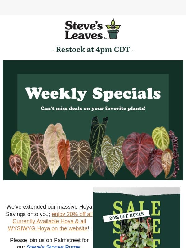 🌟 Unlock 20% Off Your Favorite Hoya! email from Steve's Leaves