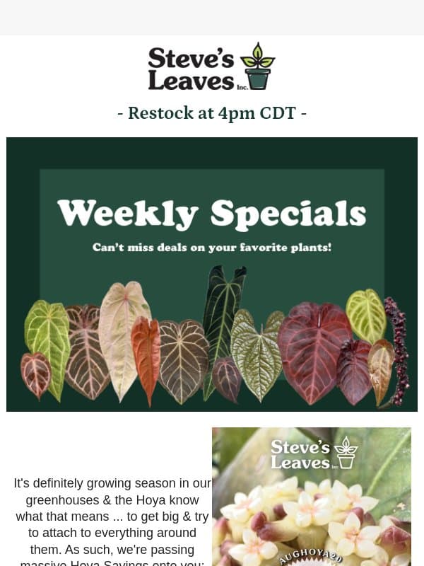 Grab 20% Off Hoya - Limited Time Offer! email from Steve's Leaves