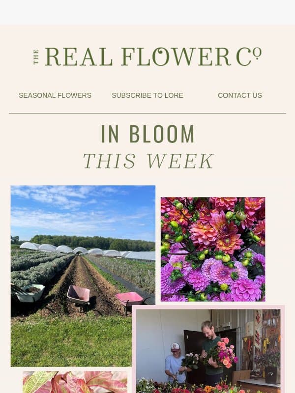 Your Last Chance for Dahlias email from The Real Flower Company