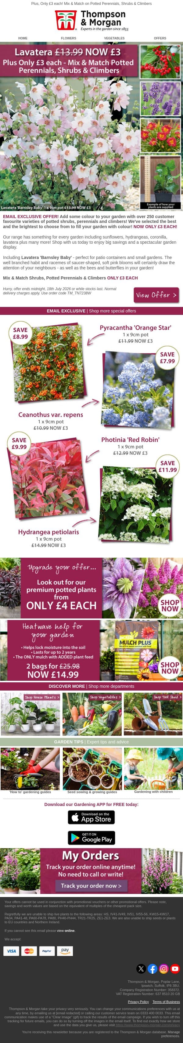 Lavatera Barnsley Baby ONLY £3! ENDS TONIGHT! email from Thompson & Morgan screenshot