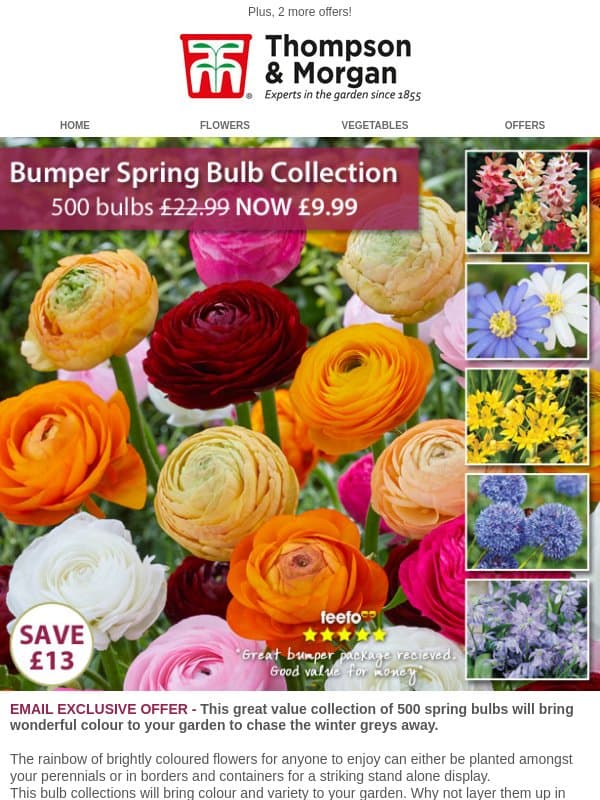 500 Bumper Bulb pack - less than 2p each email from Thompson & Morgan