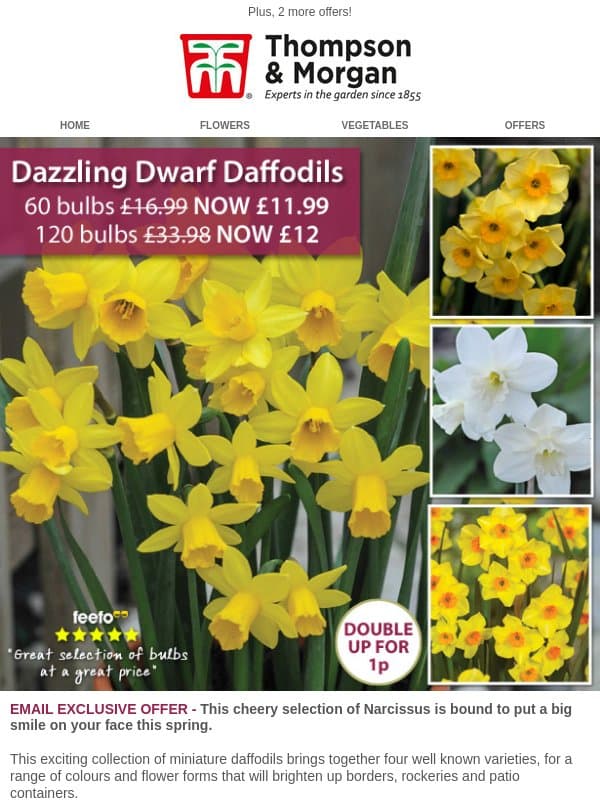 Dazzling Dwarf Daffodils – double for 1p extra email from Thompson & Morgan