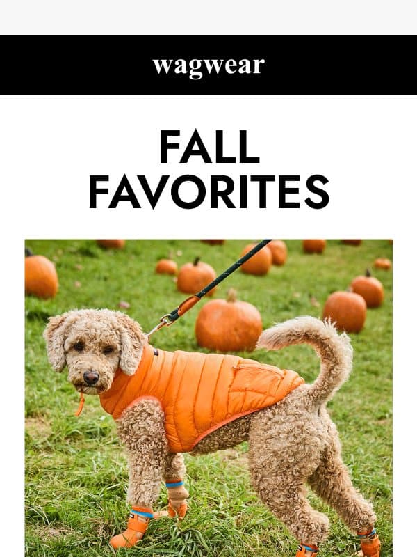 Fall walks, sorted 🍂 email from Wagwear
