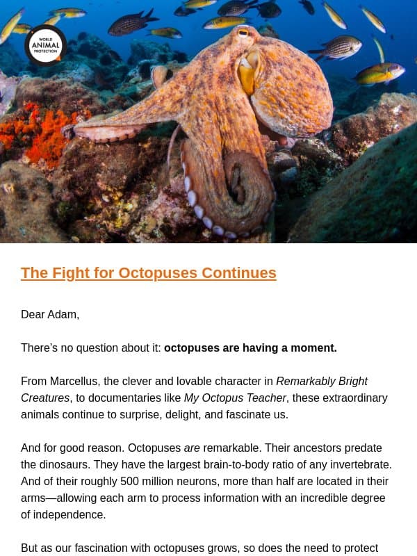 World Octopus Day Was Last Week… Here’s What You Made Possible email from World Animal Protection