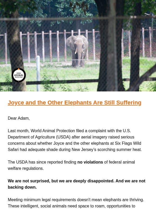 Our Response: USDA Complaint Outcome Over Shade for Joyce email from World Animal Protection