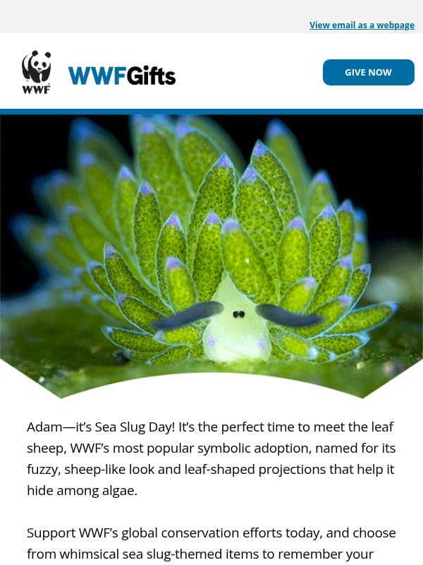 Adam, meet the leaf sheep this Sea Slug Day email from World Wildlife Fund
