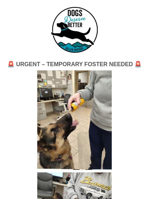 Snowstorm Incoming — Gunner Needs A Temp Foster email from Dogs Deserve Better